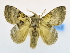  (Hydriasia egra - USNM ENT 00808900)  @14 [ ] Unspecified (default): All Rights Reserved  Unspecified Unspecified