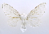  (Artace regalis - USNM ENT 00808922)  @13 [ ] Unspecified (default): All Rights Reserved  Unspecified Unspecified