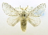  (Artace anula - USNM ENT 00808924)  @13 [ ] Unspecified (default): All Rights Reserved  Unspecified Unspecified