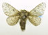  (Labedera serralta - USNM ENT 00808931)  @11 [ ] Unspecified (default): All Rights Reserved  Unspecified Unspecified