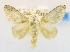  (Limacodilla poggia - USNM ENT 00808932)  @13 [ ] Unspecified (default): All Rights Reserved  Unspecified Unspecified