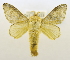  (Limacodilla lemoulti - USNM ENT 00808934)  @13 [ ] Unspecified (default): All Rights Reserved  Unspecified Unspecified