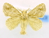  (Nesara pallida - USNM ENT 00808936)  @13 [ ] Unspecified (default): All Rights Reserved  Unspecified Unspecified