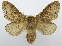  (Macromphalia ancilla - USNM ENT 00980647)  @15 [ ] Unspecified (default): All Rights Reserved  Unspecified Unspecified
