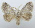  (Macromphalia purissima - USNM ENT 00980649)  @15 [ ] Unspecified (default): All Rights Reserved  Unspecified Unspecified