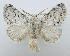  (Macromphalia - USNM ENT 00980655)  @15 [ ] Unspecified (default): All Rights Reserved  Unspecified Unspecified