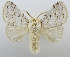  (Macromphalia hypoleuca - USNM ENT 00980656)  @15 [ ] Unspecified (default): All Rights Reserved  Unspecified Unspecified