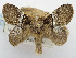  (Hydriasia temblora - USNM ENT 00980657)  @14 [ ] Unspecified (default): All Rights Reserved  Unspecified Unspecified