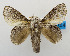  (Hydriasia pumacya - USNM ENT 00980662)  @14 [ ] Unspecified (default): All Rights Reserved  Unspecified Unspecified
