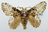  (Claphe albidifascia - USNM ENT 00980672)  @15 [ ] Unspecified (default): All Rights Reserved  Unspecified Unspecified