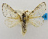  (Artace menuve - USNM ENT 00980700)  @11 [ ] Unspecified (default): All Rights Reserved  Unspecified Unspecified