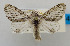  (Artace lilloi - USNM ENT 00980705)  @14 [ ] Unspecified (default): All Rights Reserved  Unspecified Unspecified