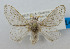 (Artace rubripalpis - USNM ENT 00980707)  @14 [ ] Unspecified (default): All Rights Reserved  Unspecified Unspecified
