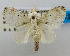  (Limacodilla fasciata - USNM ENT 00980717)  @11 [ ] Unspecified (default): All Rights Reserved  Unspecified Unspecified