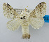  (Limacodilla - USNM ENT 00980718)  @15 [ ] Unspecified (default): All Rights Reserved  Unspecified Unspecified
