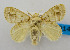  (Nesara patara - USNM ENT 00980720)  @14 [ ] Unspecified (default): All Rights Reserved  Unspecified Unspecified