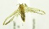  (Blastobasis acirfa - USNM ENT 00676995)  @13 [ ] Unspecified (default): All Rights Reserved  Unspecified Unspecified