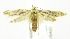  (Blastobasis glauconotata - USNM ENT 00808023)  @14 [ ] Unspecified (default): All Rights Reserved  Unspecified Unspecified
