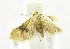  (Cochylini_incertae_sedis sp. JB3 - USNM ENT 00808024)  @12 [ ] Unspecified (default): All Rights Reserved  Unspecified Unspecified