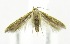  (Blastobasis sp. DA01 - USNM ENT 00808034)  @13 [ ] Unspecified (default): All Rights Reserved  Unspecified Unspecified