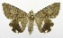  (Achaea catella - USNM ENT 00719388)  @15 [ ] Unspecified (default): All Rights Reserved  Unspecified Unspecified