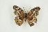  ( - BC-TB9386)  @13 [ ] Copyright (2012) Thierry Bouyer Research Collection of Thierry Bouyer