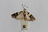  ( - DJLA153)  @12 [ ] Copyright (2013) David J. L. Agassiz BM(NH)