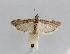 (Homoeosoma stenotea - DJLA170)  @12 [ ] Copyright (2013) David J. L. Agassiz BM(NH)