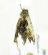  (GrapholitiniGEN sp. JB12 - USNM ENT 00808094)  @12 [ ] Unspecified (default): All Rights Reserved  Unspecified Unspecified