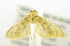  ( - USNM ENT 00808990)  @12 [ ] Unspecified (default): All Rights Reserved  Unspecified Unspecified