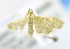  ( - USNM ENT 00980003)  @12 [ ] Unspecified (default): All Rights Reserved  Unspecified Unspecified