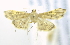  ( - USNM ENT 00980004)  @12 [ ] Unspecified (default): All Rights Reserved  Unspecified Unspecified