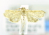  ( - USNM ENT 00980010)  @12 [ ] Unspecified (default): All Rights Reserved  Unspecified Unspecified