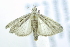  ( - USNM ENT 00980050)  @12 [ ] Unspecified (default): All Rights Reserved  Unspecified Unspecified
