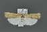  ( - MFNLEP104)  @11 [ ] Copyright (2021) Theo Leger Museum für Naturkunde Berlin