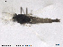  (Camptocladius - ZACHIR48)  @13 [ ] CreativeCommons - Attribution Non-Commercial Share-Alike (2013) NTNU Museum of Natural History and Archaeology NTNU Museum of Natural History and Archaeology