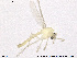  (Tanytarsus sp. 24XL - ZACHIR86)  @11 [ ] CreativeCommons - Attribution Non-Commercial Share-Alike (2013) NTNU Museum of Natural History and Archaeology NTNU Museum of Natural History and Archaeology