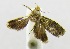  (GrapholitiniGEN sp. JB5 - USNM ENT 00676822)  @11 [ ] Unspecified (default): All Rights Reserved  Unspecified Unspecified