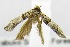  (GrapholitiniGEN sp. JB10 - USNM ENT 00676848)  @12 [ ] Unspecified (default): All Rights Reserved  Unspecified Unspecified