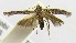  (GrapholitiniGEN sp. JB16 - USNM ENT 00676857)  @13 [ ] Unspecified (default): All Rights Reserved  Unspecified Unspecified
