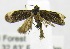  (Cochylini_incertae_sedis sp. JB2 - USNM ENT 00676865)  @12 [ ] Unspecified (default): All Rights Reserved  Unspecified Unspecified