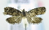  (Cryptaspasma exasperatana - RMCA ENT 000020577)  @12 [ ] Unspecified (default): All Rights Reserved  Unspecified Unspecified