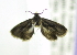  (GrapholitiniGEN sp. JB26 - USNM ENT 00980406)  @12 [ ] Unspecified (default): All Rights Reserved  Unspecified Unspecified