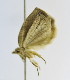  (Epichoristodes sp - USNM ENT 00980413)  @12 [ ] Unspecified (default): All Rights Reserved  Unspecified Unspecified