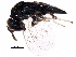  ( - BIOUG31798-E10)  @14 [ ] CreativeCommons - Attribution (2017) CBG Photography Group Centre for Biodiversity Genomics