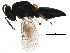  (Homoporus luniger - BIOUG31866-C09)  @14 [ ] CreativeCommons - Attribution (2017) CBG Photography Group Centre for Biodiversity Genomics