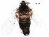  (Pissonotus dorsalis - BIOUG32053-F03)  @14 [ ] CreativeCommons - Attribution (2017) CBG Photography Group Centre for Biodiversity Genomics