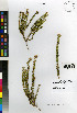  (Agathosma muirii - ALS-V_s.n.)  @11 [ ] No Rights Reserved  Unspecified Unspecified