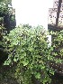  ( - IBONESeijoAra-10)  @11 [ ] Copyright (2016) IBONE IBONE