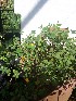  ( - IBONESeijoAra-29)  @11 [ ] Copyright (2016) IBONE IBONE
